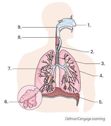 Label the structures of the respiratory system by matching them with their correct combining form. ______________alveol/o ______________bronch/o ______________trache/o ______________laryng/o ______________rhin/o, nas/o ______________pharyng/o ______________phren/o, diaphram/o ______________pulmon/o ______________epiglott/o