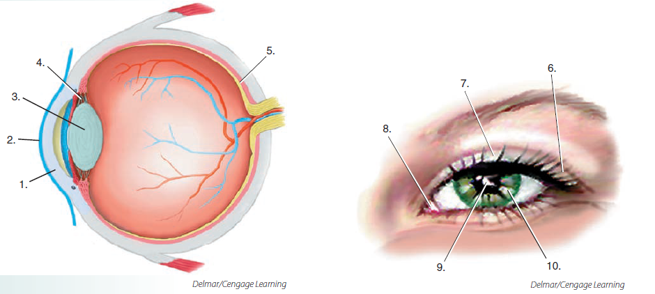 Label the structures of the eye by matching the number with the combining form. Then write the structure name in the blank. __________________ corne/o, kerat/o______________________________________________________ __________________ retin/o______________________________________________________ __________________ scler/o______________________________________________________ __________________ cycl/o______________________________________________________ __________________ core/o______________________________________________________ __________________ phac/o______________________________________________________ __________________ irid/o______________________________________________________ __________________ blephar/o______________________________________________________ __________________ conjunctiv/o______________________________________________________ __________________ lacrim/o,dacry/o______________________________________________________