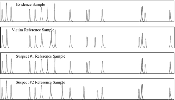 <strong>Following up on reports of a man who attacked an elderly lady (Victim Reference Sample) and spit in her face, the police went to the homes of Suspect 1 and Suspect 2, who each gave police a cheek swab. The electropherogram resulting from STR analysis is shown below. The Evidence Sample is spit from a handkerchief the elderly woman used to wipe her face. Your job is to decide which suspect committed the crime. </strong> A) Suspect 1 committed the crime B) Suspect 2 committed the crime