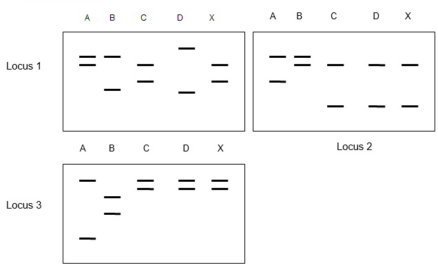 A cigarette butt found at the scene of a violent crime is found to have a sufficient number of epithelial cells stuck to the paper for the DNA to be extracted and typed. Shown below are the results of typing for three probes (locus 1, locus 2, and locus 3) of the evidence (X) and 4 suspects (A through D). Which of the suspects can be excluded? Which cannot be excluded? Can you identify the criminal? Explain your reasoning. 