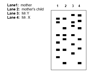 Based on the DNA fingerprinting (minisatellite analysis with a multilocus probe) results shown in the figure below, is Mr. X or Mr. Y the child's father? Explain your answer.