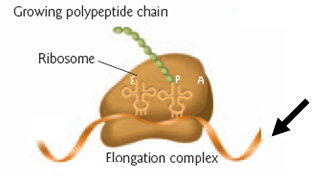 <strong>Below is a simplified diagram of several components of the translation machinery. The ribosome is moving from left to right in this figure. The arrow points to the: </strong> A) 3'end of the Mrna B) 5' end of the mRNA C) 3' end of the rRNA D) 5' end of the rRNA