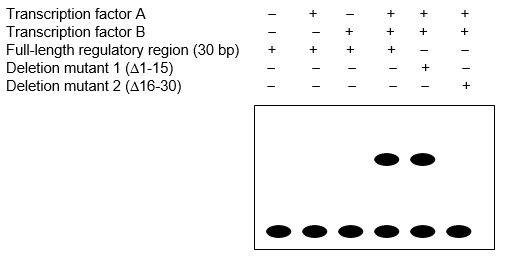 Consider a cotransfection assay with expression vectors for two putative transcription factors that you suspect work together to activate transcription, and with a regulatory region of interest attached to a CAT reporter gene. You also test two deletion () mutants of the regulatory region. (a) How could you confirm that the transcription factors are transcribed and translated in the transfected cells? (b) Interpret the results of the CAT assay below. The plus and minus symbols indicate that presence or absence of expression vectors for the listed components in the transfection assay. (c) How would you demonstrate protein-protein interaction between the two transcription factors in vivo and in vitro? Show sample positive results. (d) Describe protocols to further characterize direct binding of the proteins to DNA in vitro and in vivo. Show sample results.