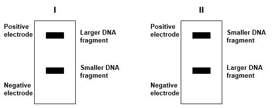 <strong>Which diagram (I or II) shows the correct drawing of gel electrophoresis of DNA fragments of differing size? ? </strong> A) I B) II
