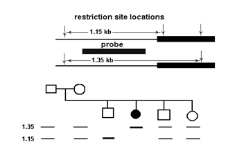 <strong>Pedigree analysis was used to determine whether a genetic marker is inherited with a disease trait (black circle). Results of Southern blot analysis of restriction endonuclease-digested DNA from members of the family are shown. What conclusions can be drawn from the data? </strong> A) A restriction fragment length polymorphism (RFLP) is linked to this autosomal recessivetrait. B) A restriction fragment length polymorphism (RFLP) is linked to this autosomal dominanttrait. C) The disease is caused by expansion of a trinucleotide repeat. D) No information can be gained from this analysis because researchers should haveperformed a Northern blot, not a Southern blot.