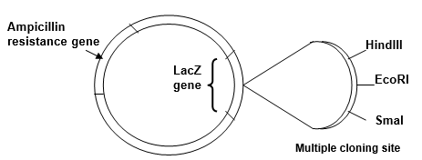 You have attempted to ligate a 1.5 kb fragment of foreign DNA into the EcoRI site in the multiple cloning site of the 4.0 kb plasmid vector shown below: (a) After ligation you use the DNA in the ligation mixture to transform host bacteria. Why is it important to use host bacteria that are deficient for restriction-modification? (b) You screen the bacteria that supposedly have been transformed with recombinant plasmid DNA. Some of the bacterial colonies growing on the nutrient agar plate that contains ampicillin and X-gal are white and some are blue. Explain these results. (c) To confirm the presence of the foreign DNA insert, you perform EcoRI restriction endonuclease digests on DNA extracted from bacterial colonies. On the diagram of an agarose gel shown below, draw the pattern of bands (label their size in kb) you would expect to see for EcoRI-digested recombinant plasmid and EcoRI-digested non-recombinant plasmid vector, after electrophoresis and staining of the gel with ethidium bromide.