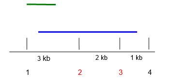 The following is a physical map of a region you are mapping for RFLP analysis: ‪   The numbered vertical lines represent restriction sites recognized by SmaI. The red sites (2 and 3) are polymorphic, the others are not. You cut the DNA with SmaI, electrophorese the fragments, and Southern blot them to a membrane. You have a choice of two probes that recognize the DNA regions shown above: probe A, green line; probe B, blue line. (a) Explain which probe you would use for analysis and why the other choice would be unsuitable. (b) Give the sizes of bands you will detect in individuals homozygous for the following genotypes with respect to sites 2 and 3.   
