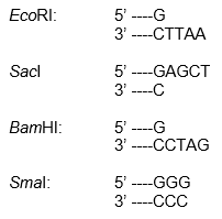 The following DNA ends were generated by some common restriction enzymes. The dashes indicate the presence of additional nucleotides. Which of these ends could be labeled using Klenow? (There may be more than one.) Explain your answer.   