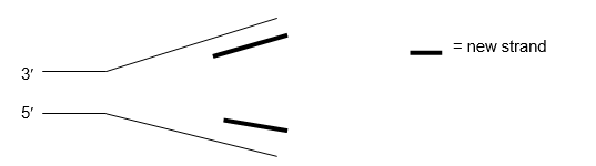 The diagram below shows a replication fork in nuclear DNA. (a) Label the leading strand and lagging strand and indicate to which strand of DNA telomerase adds repeats. (b) Show on the drawing what happens next on each strand as more of the duplex DNA unwinds at the replication fork. Use arrows to show the direction of synthesis for each strand. You do not need to show all the protein components of the replication machinery.