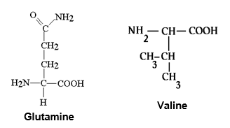 <strong>Which amino acid shown below, glutamine or valine, would be more likely to be found within the membrane region of a transmembrane protein, and less likely to be found in the intracellular region? </strong> A) Glutamine B) Valine
