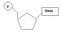 Show where the 2′-OH group is located on the NTP below. What role does the 2′-OH play in a hammerhead ribozyme? 