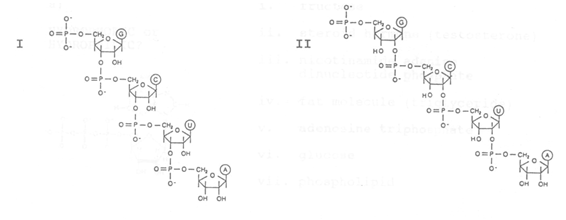 <strong>Which figure (I or II) shows the correct structure for a nucleic acid chain? </strong> A) I B) II