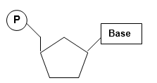 Starting with the dNTP shown below, draw a clearly labeled diagram showing where the linking bond is between two nucleotides in the same DNA chain. Name the bond. Label the 5′ and 3′ ends of the DNA chain. 