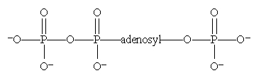 <strong>Which is the structure for ATP?</strong> A) B) C) D) All of these choices are correct formulas for ATP.