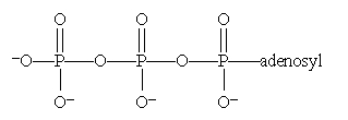 <strong>Which is the structure for ATP?</strong> A) B) C) D) All of these choices are correct formulas for ATP.