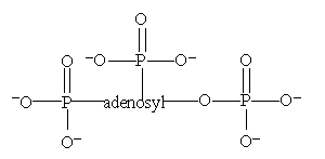 <strong>Which is the structure for ATP?</strong> A) B) C) D) All of these choices are correct formulas for ATP.