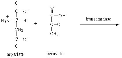 <strong>Which of the following is produced when the amino acid aspartate undergoes transamination reaction shown here? </strong> A) B) C) D)