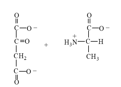 <strong>Which of the following is produced when the amino acid aspartate undergoes transamination reaction shown here? </strong> A) B) C) D)