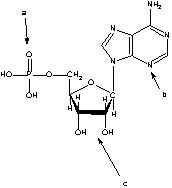 In the following structure, which labeled structure is the sugar residue?