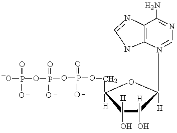 The following molecule is  