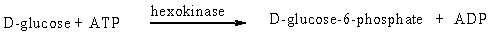 <strong>The enzyme hexokinase catalyzes the transfer of a phosphate group from ATP to carbon 6 of D-glucose and other D-hexoses. L-hexoses are not substrates to the enzyme. Hexokinase displays</strong> A) relative specificity B) stereospecificity C) absolute specificity D) both relative specificity and stereospecificity