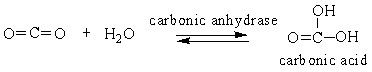 <strong>Choose the comment that is appropriate for the reaction: </strong> A) Carbonic anhydrase catalyzes the conversion of carbon dioxide into carbonic acid. B) The reaction runs in forward direction only. C) This reaction runs in backward direction only. D) This is a reaction that only occurs in the laboratory.