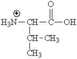 <strong>Which of the following represents the zwitterions form of the amino acid valine?</strong> A) B) C) D)