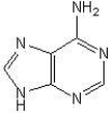 <strong>The structure of adenine is:</strong> A) B) C) D)