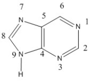 The following represents the structure of a purine base: