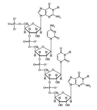 The abbreviation for this nucleic acid sequence is GCAG.