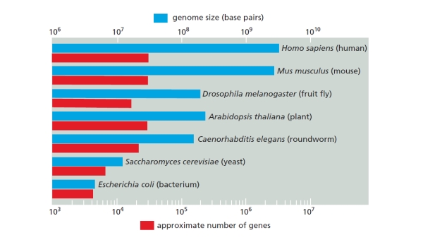 Based on the variation of genome size and gene number in the organisms presented in the following graph, which organism has the highest number of genes per unit length of their genome? (Note the logarithmic scale.)