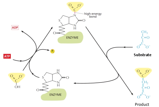 What is the reaction performed on the molecule labeled as substrate in the following diagram? What is the name of the activated carrier?