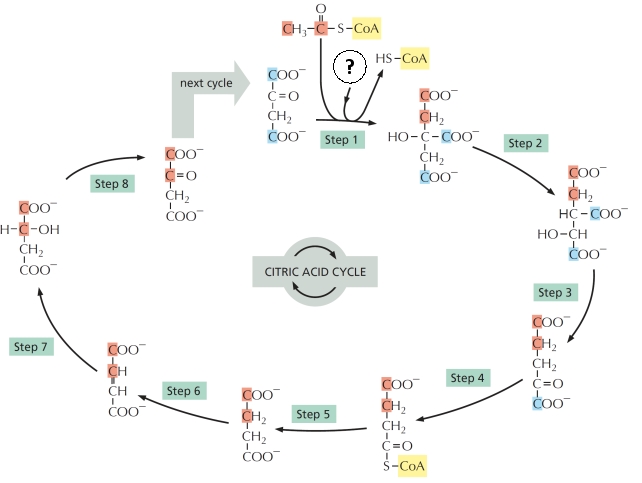 The citric acid cycle is summarized in the following figure. Answer the following question(s) about this cycle. -Aconitase catalyzes an isomerization reaction in the citric acid cycle shown above, in which H?O is first removed and then added back to the substrate. Which step is catalyzed by this enzyme? Write down the step number as your answer, e.g. 5.