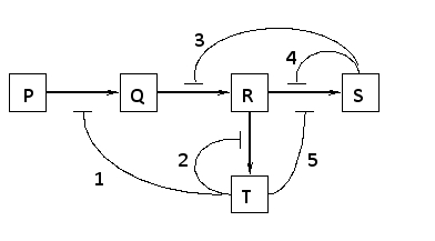 <strong>Which of the regulatory interactions 1 to 5 depicted in the following diagram is NOT an example of a negative feedback regulation? </strong> A) 1 B) 2 C) 3 D) 4 E) 5