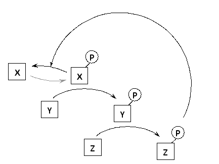 <strong>In the following schematic diagram of a simple signaling pathway, protein Z regulates the activity of protein X, which is an upstream protein kinase, through a negative feedback loop. Which of the following better describes protein Z? </strong> A) It is a protein kinase that is activated by phosphorylation. B) It is a protein kinase that is inactivated by phosphorylation. C) It is a protein phosphatase that is activated by phosphorylation. D) It is a protein phosphatase that is inactivated by phosphorylation.