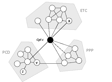 <strong>A simple protein interaction map is shown below for human cytochrome c (Cyt), a heme-containing protein that is normally found inside the mitochondria and is associated with the electron-transport chain (ETC) of the inner mitochondrial membrane. Under special emergency conditions, this protein can also moonlight as a signal transducer for the onset of a pathway leading to programmed cell death (PCD). As shown in the map, it also interacts with a group of phosphoprotein phosphatases (PPP) involved in cell signaling pathways. Assuming that the functions of the proteins labeled as X, Y, and Z are unknown, which of the following points can be reasonably argued from this interaction map? </strong> A) The protein labeled X probably functions in PCD as well as in the ETC, because it interacts with cytochrome c, which is known to be closely involved in PCD, and it also interacts with several proteins from the ETC group. B) The protein labeled Y probably has a role in PCD, especially if its orthologs in other organisms have such a role and show a similar pattern of interactions. C) If the proteins in the PCD group are known to form a large complex, then the protein labeled Z is likely to be the scaffold protein for that complex. D) The protein labeled Y probably has a phosphatase function, because it interacts with the proteins of the PPP group. E) The protein labeled Z is probably not an essential protein because it only interacts with one other protein in this map.