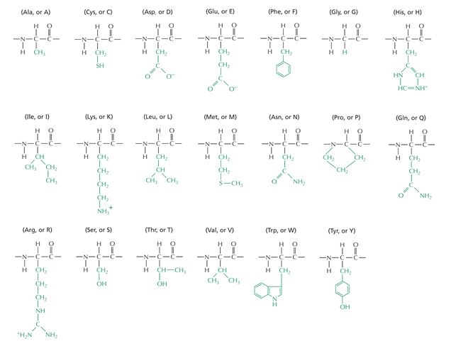 The structural formulas for the 20 naturally occurring amino acid residues are shown in the panel below. Answer the following question(s) with the help of this panel. -What is the amino acid sequence of the peptide depicted below? Write down the sequence from the N- to the C-terminus, and use only the one-letter abbreviations, e.g. AGCNT.