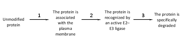 A protein is drawn in the following simplified diagram undergoing a set of covalent modifications including the addition of a chain of ubiquitin protein monomers (U) to one of its lysine side chains, a phosphate moiety (P) to its tyrosine side chain, and a lipid farnesyl (F) to its cysteine side chain. Indicate the order of these modifications (1 to 3) in the diagram. Your answer would be a three-letter string composed of letters F, U, and P only, e.g. PFU. Answers