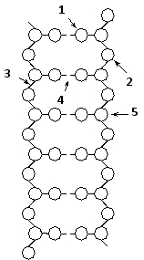 Indicate which numbered feature (1 to 5) in the schematic drawing below of the DNA double helix corresponds to each of the following. Your answer would be a five-digit number composed of digits 1 to 5 only, e.g. 52431. ( ) Hydrogen-bonding ( ) Covalent linkage ( ) Phosphate group ( ) Nitrogen-containing base ( ) Deoxyribose sugar