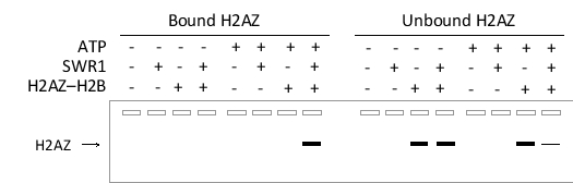 To study the chromatin remodeling complex SWR1, a researcher has prepared arrays of nucleosomes on long DNA strands that have been immobilized on magnetic beads. These nucleosomes are then incubated with an excess of the H2AZ-H2B dimer (which contains the histone variant H2AZ) in the presence or absence of SWR1 with or without ATP. She then separates the bead-bound nucleosomes (bound fraction) from the rest of the mix (unbound fraction) using a magnet, elutes the bound fraction from the beads, and performs SDS-PAGE on the samples. This is followed by a Western blot using an antibody specific to the H2AZ protein used in this experiment. The results are shown below, with the presence (+) or absence (-) of ATP, SWR1, or the H2AZ-H2B dimer in each incubation reaction indicated at the top of the corresponding lane. Which of the following statements is confirmed by the Western blot shown?