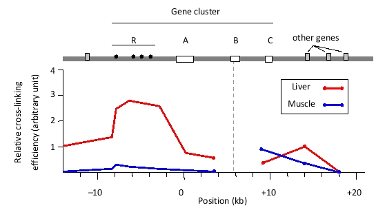 You have performed a chromosome conformation capture (3C) experiment to study chromatin looping at a mouse gene cluster that contains genes A, B, and C, as well as a regulatory region R. In this experiment, you performed in situ chemical cross-linking of chromatin, followed by cleavage of DNA in the nuclear extract with a restriction enzyme, intramolecular ligation, and cross-link removal. Finally, a polymerase chain reaction (PCR) was carried out using a forward primer that hybridizes to a region in the active B gene, and one of several reverse primers, each of which hybridizes to a different location in the locus. The amounts of the PCR products were quantified and normalized to represent the relative cross-linking efficiency in each analyzed sample. You have plotted the results in the graph below. The same experiment has been done on two tissue samples: fetal liver (represented by red lines) and fetal muscle (blue lines). Interaction of the A, B, and C genes with the regulatory R region is known to enhance expression of these genes. Indicate true (T) and false (F) statements below based on the results. Your answer would be a four-letter string composed of letters T and F only, e.g. TTTF. ( ) The B gene would be predicted to have higher expression in the fetal liver compared to the fetal muscle tissue. ( ) Interaction between the R region and the B gene involves the A gene looping out. ( ) Interaction between the R region and the B gene involves the C gene looping out. ( ) In fetal muscle, the B gene definitely does not engage in looping interactions with any other elements in the cluster.