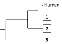 Phylogenetic trees based on nucleotide or amino acid sequences can be constructed using various algorithms. One simple algorithm is based on a matrix of pairwise genetic distances (divergences) calculated after multiple alignment of the sequences. Imagine you have aligned a particular gene from different hominids (humans and the great apes), and have estimated the normalized number of nucleotide substitutions that have occurred in this gene in each pair of organisms since their divergence from their last common ancestor. You have obtained the following distance matrix. Answer the following question(s) based on this matrix. -The following tree can be constructed from these distances assuming a constant molecular clock, meaning that the length of each horizontal branch corresponds to evolutionary time as well as to the relative genetic distance from the common ancestor that gave rise to that branch. Indicate which one of the species in the matrix (B to D) corresponds to branches 1 to 3, respectively. Your answer would be a three-letter string composed of letters B, C, and D only, e.g. DCB.