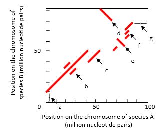 The regions of synteny between the chromosomes of two species can be visualized in dot plots. In the example shown in the following graph, a chromosome of a hypothetical species A has been aligned with the related chromosome in species B. Each dot in the plot represents the observation of high sequence identity between the two aligned chromosomes in a window located at the two corresponding chromosome positions. A series of close dots can make a continuous line. Choosing a sufficiently large window size allows a clean dot plot with solid lines that show only the long stretches of identity, allowing ancient large-scale rearrangements to be identified. Several chromosomal events can be detected in such dot plots. Indicate which feature (a to g) in the dot plot is best explained by each of the following events. Your answer would be a seven-letter string composed of letters a to g only, e.g. cdbagef. Each letter should be used only once. ( ) A duplication that exists in both species ( ) A duplication in species A only ( ) A triplication in species B only ( ) An inversion without relocation ( ) An inversion combined with relocation ( ) A deletion in species A ( ) A translocation in species A from a different chromosome