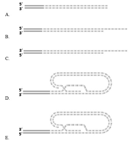 Which of the following schematic drawings better depicts the end of mammalian chromosomal DNA?