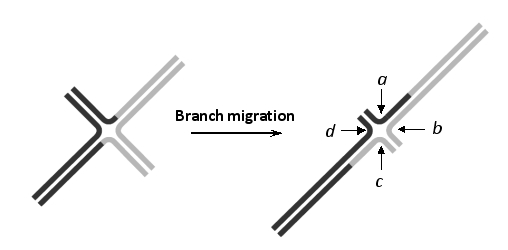 In the following schematic drawing of a Holliday junction that undergoes branch migration, cutting at which combination of the sites a to d would generate a crossover?  