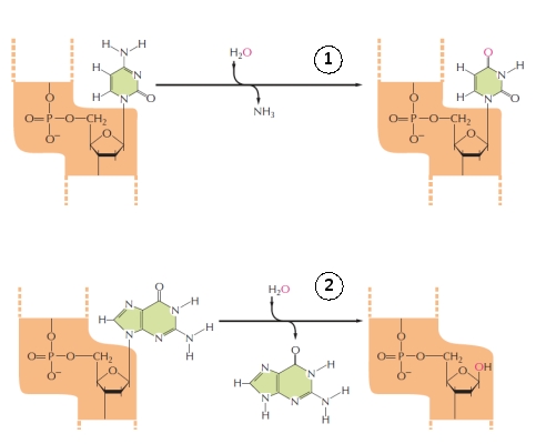 Examples of two general types of DNA damage are shown in the following drawing. Which type of damage (1 or 2) is more common in our cells?