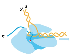 <strong>What enzyme is depicted in the following schematic drawing? </strong> A) DNA polymerase B) RNA polymerase C) Ribosome D) Reverse transcriptase E) Topoisomerase