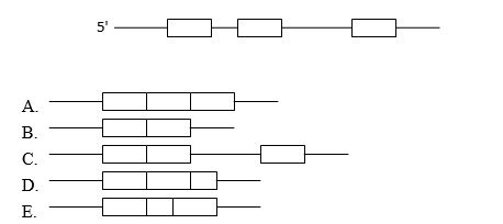 A primary mRNA transcript with three exons is depicted below. Which of the following mature mRNA products of this transcript is a result of exon skipping?