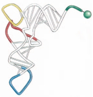 <strong>Which of the following is true about the molecule shown in the following drawing? </strong> A) Its gene is transcribed by RNA polymerase I. B) There are about 50 genes in our genome encoding this type of molecule. C) This molecule normally undergoes various covalent modifications. D) It is normally composed of about 20 monomers. E) Its gene transcript normally undergoes alternative splicing.