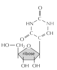<strong>The modified nucleotide shown below is normally found in mature... </strong> A) tRNAs. B) ribosomes. C) spliceosomes. D) snoRNAs. E) All of the above.